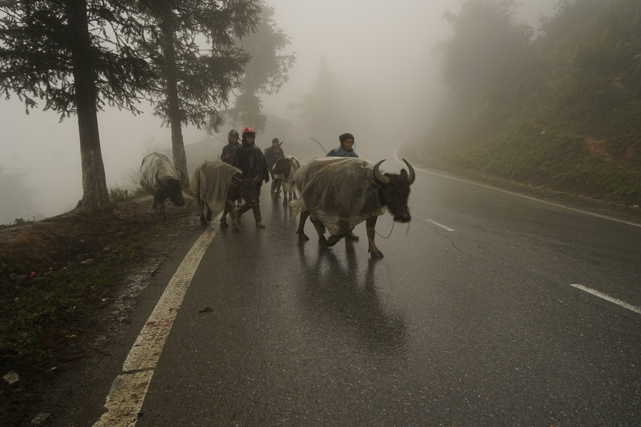 đưa trâu xuống núi tránh rét
