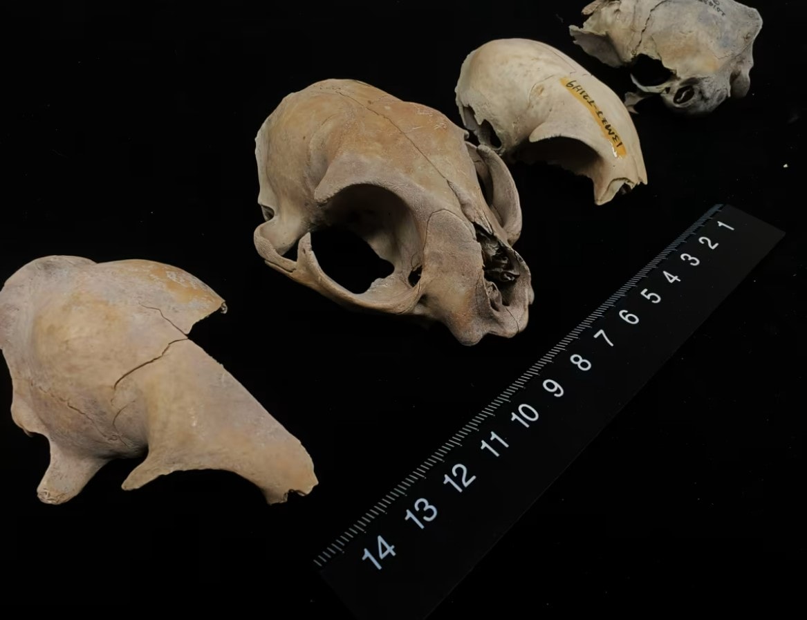 Képernyőkép 2025-11-29 211343