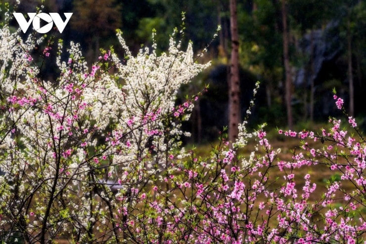 Hoa đào và hoa mận khoe sắc bên những hàng rào đá đặc trưng.
