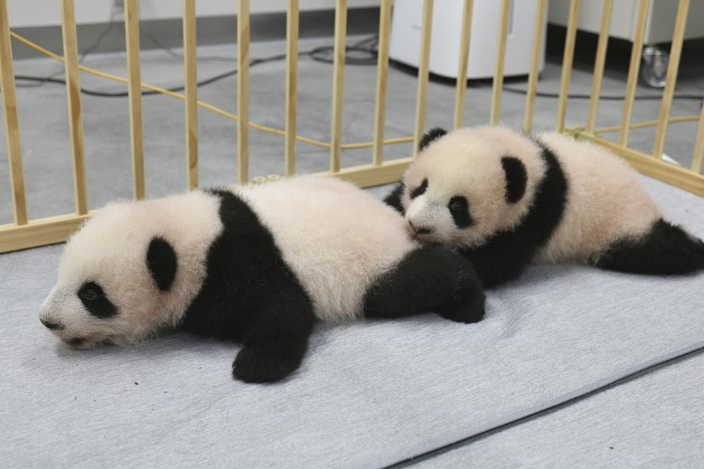 Tvillingepandaerne Xiao Xiao (til venstre) og Lei Lei i Ueno Zoo i Tokyo mandag. Foto: Tokyo Zoo Association via AP.