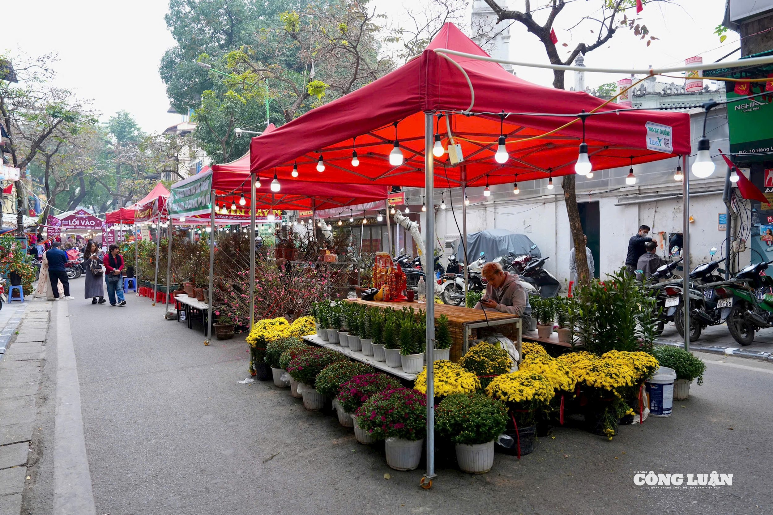 سيقام سوق الزهور الربيعي في الحي القديم لعام 2026 في الفترة من 30 يناير إلى 16 فبراير، وسيتم تنظيمه على طول شوارع هانغ لوك، وهانغ خواي، وهانغ روي، وهانغ ما، وشارع جدارية فونغ هونغ.