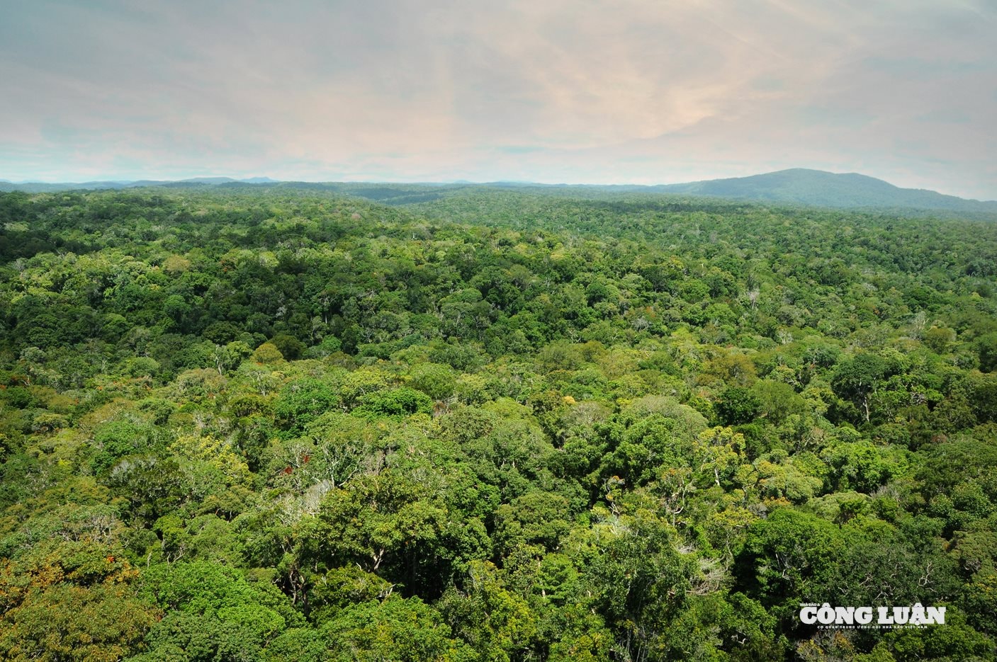 2. Phần lớn vùng lõi của khu sinh quyển đều là kiểu rừng kín, xanh, còn tương đối nguyên vẹn, với nhiều loài động - thực vật đặc hữu, quý hiếm (Ảnh Kiểm lâm Gia Lai).