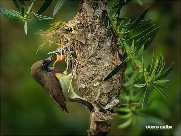 3. Hệ động, thực vật tại khu dự trữ sinh quyển Kon Hà Nừng rất phong phú, đa dạng với nhiều loại quý hiếm có mặt trong sách đỏ Việt Nam và thế giới (Ảnh Kiểm lâm Gia Lai).