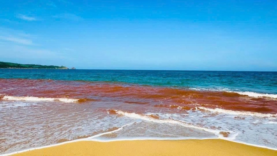 Nguyên nhân khiến nước biển ở Gia Lai có màu đỏ