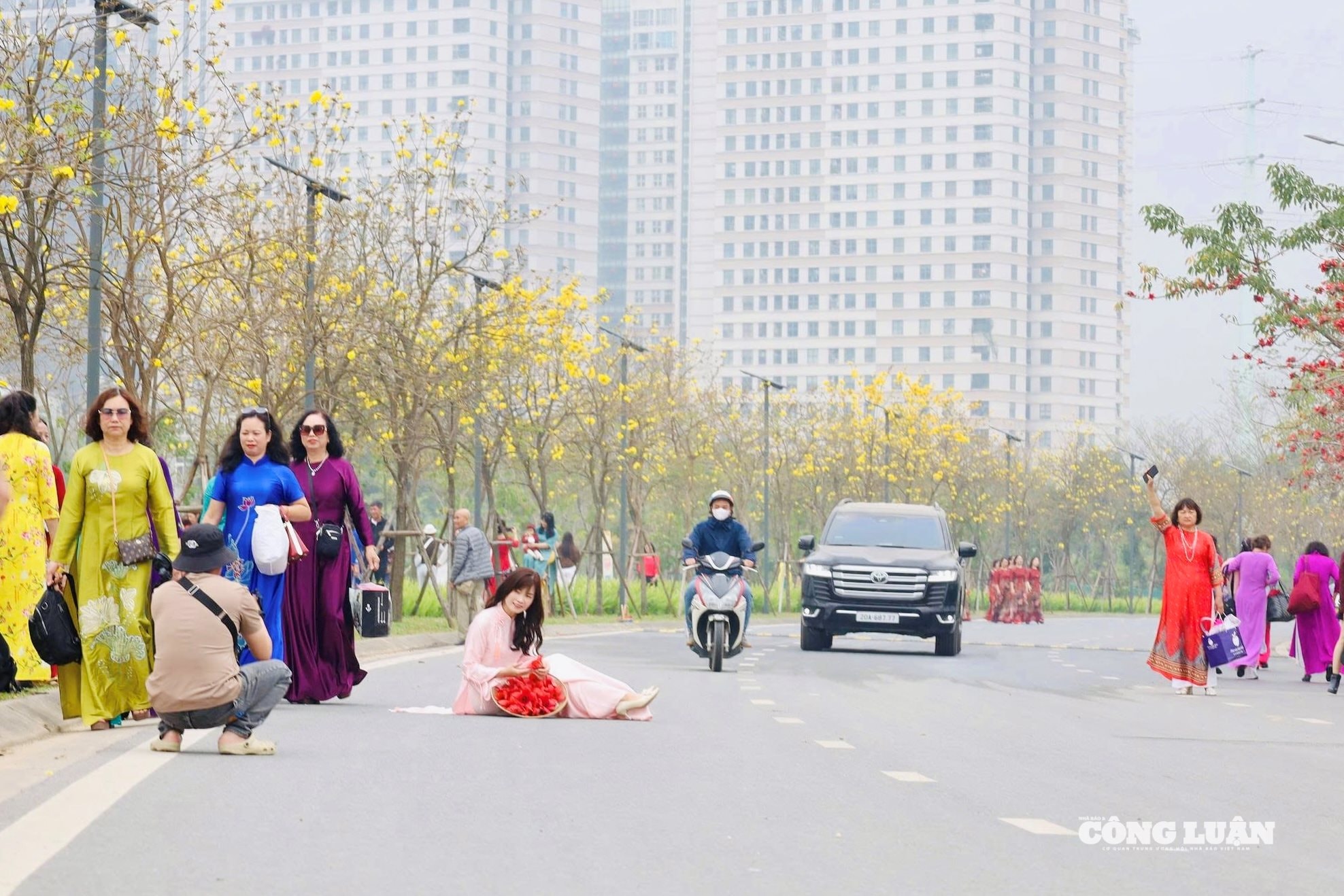 Mải mê chụp ảnh hoa phong linh, nhiều người bất chấp nguy hiểm đứng ngồi giữa lòng đường