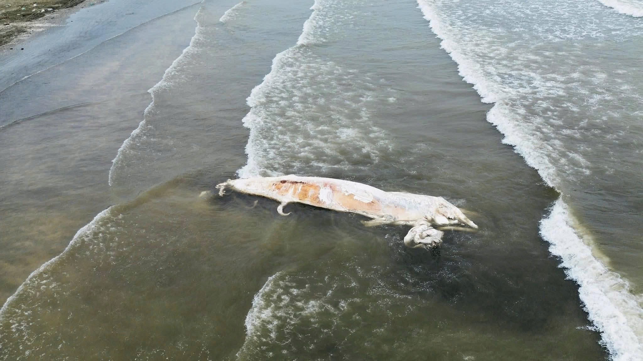 Xác cá voi nặng gần 7 tấn trôi dạt vào bờ biển Nghệ An