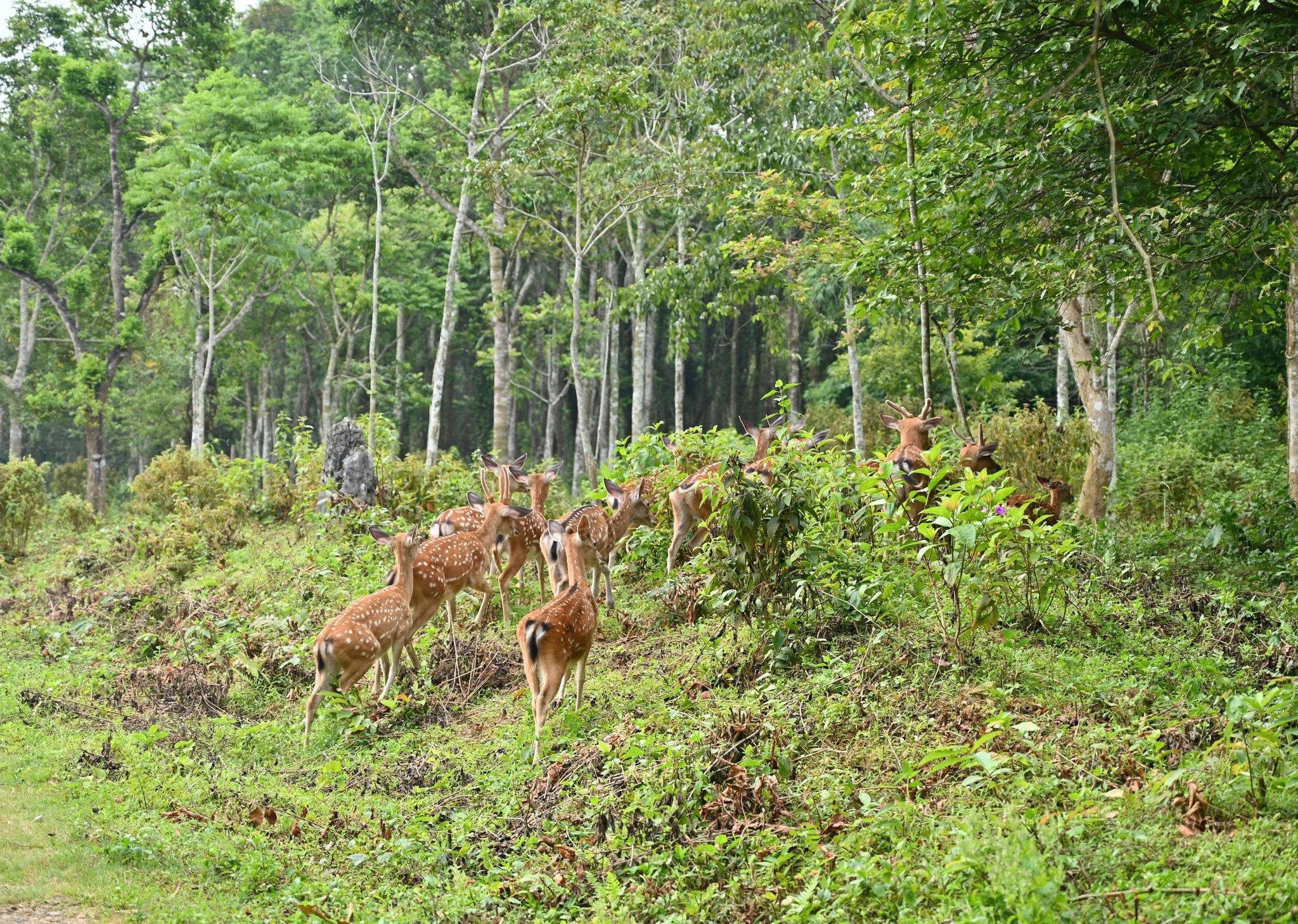 Vườn Quốc gia Cúc Phương hướng tới trở thành “ngân hàng gen” tự nhiên vào năm 2050