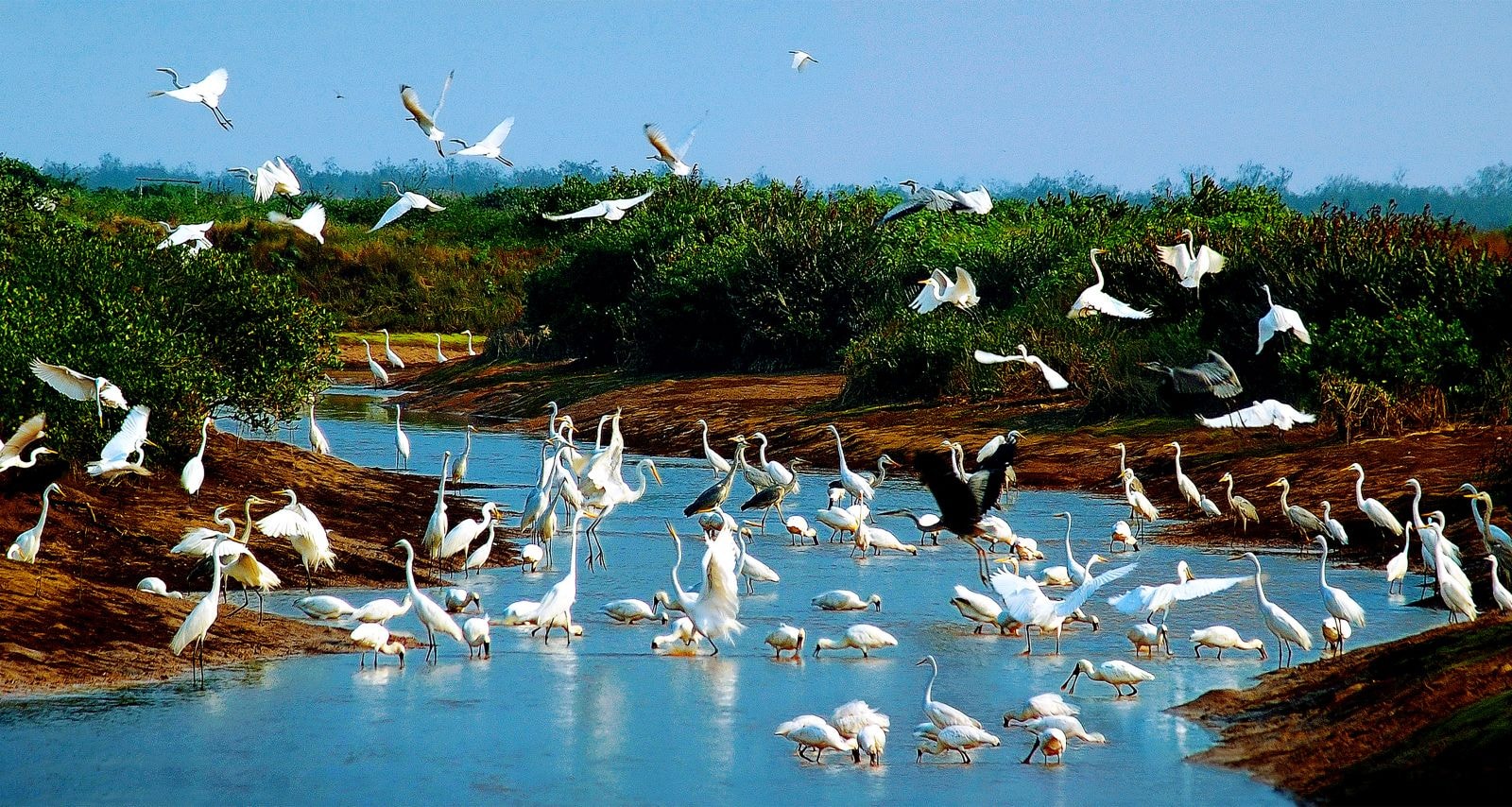 Vườn Quốc gia Xuân Thủy đón nhận danh hiệu Vườn di sản ASEAN