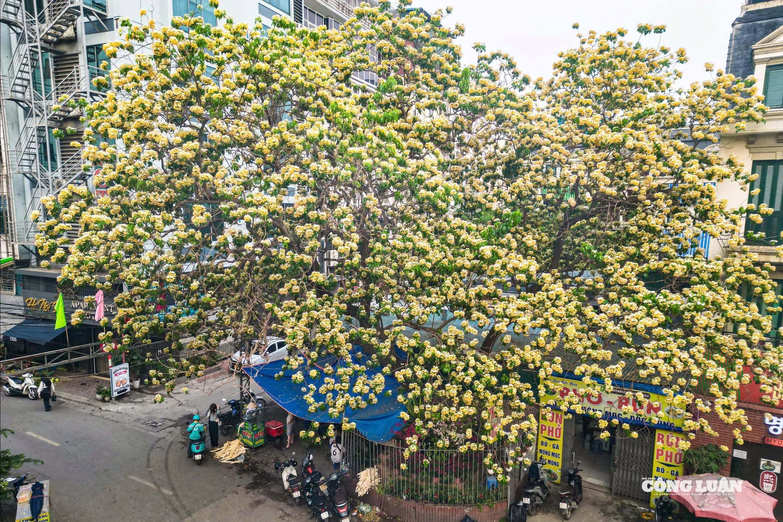 Hoa bún bung nở đầu tháng 4, giới trẻ Hà Nội 'đua nhau' chụp hình