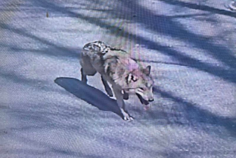 Footage from surveillance cameras shows the wolf, which went missing after escaping from its enclosure at O-World Zoo in Daejeon, South Korea, wandering the zoo grounds on April 8, 2026.