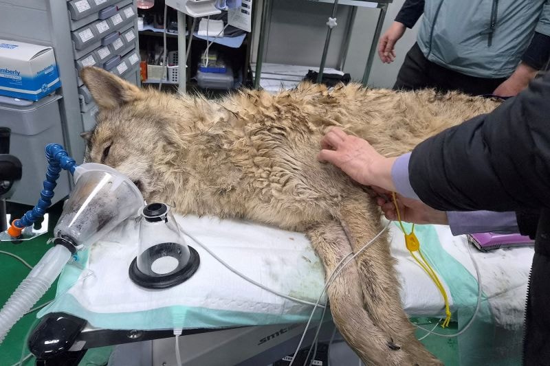 A veterinarian checks Neukgu the wolf on Friday after it was captured.