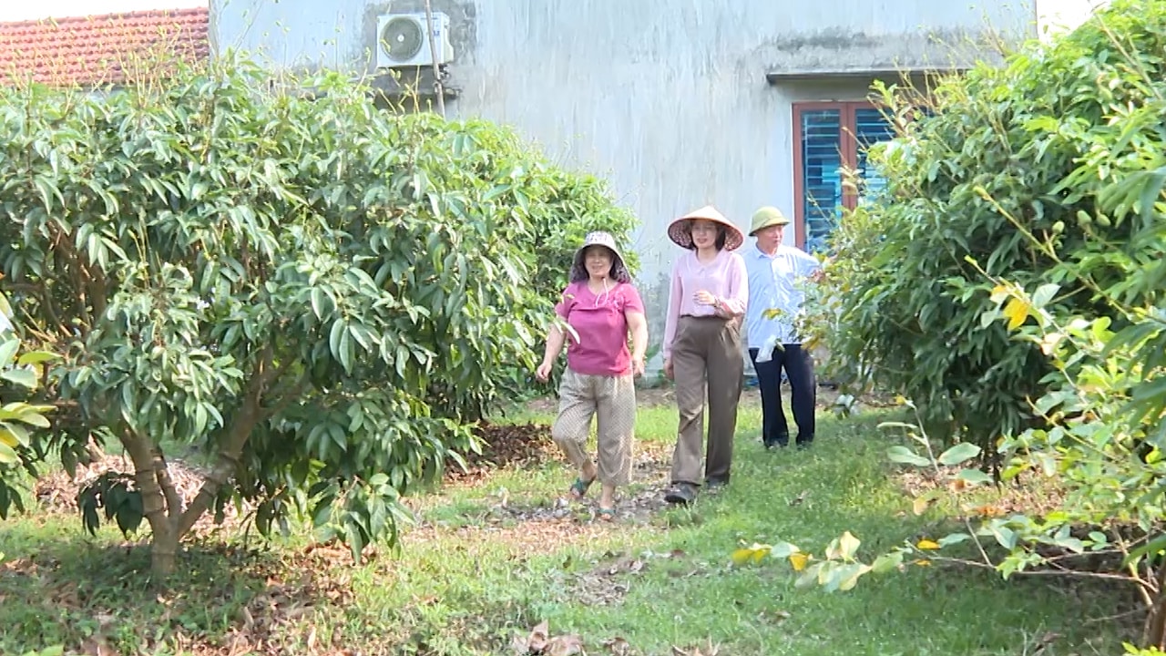 Bắc Ninh: Từ “vườn vải đẹp” đến thương hiệu bền vững