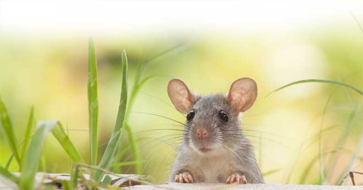 Mơ thấy chuột là điềm báo gì? Con số may mắn liên quan
