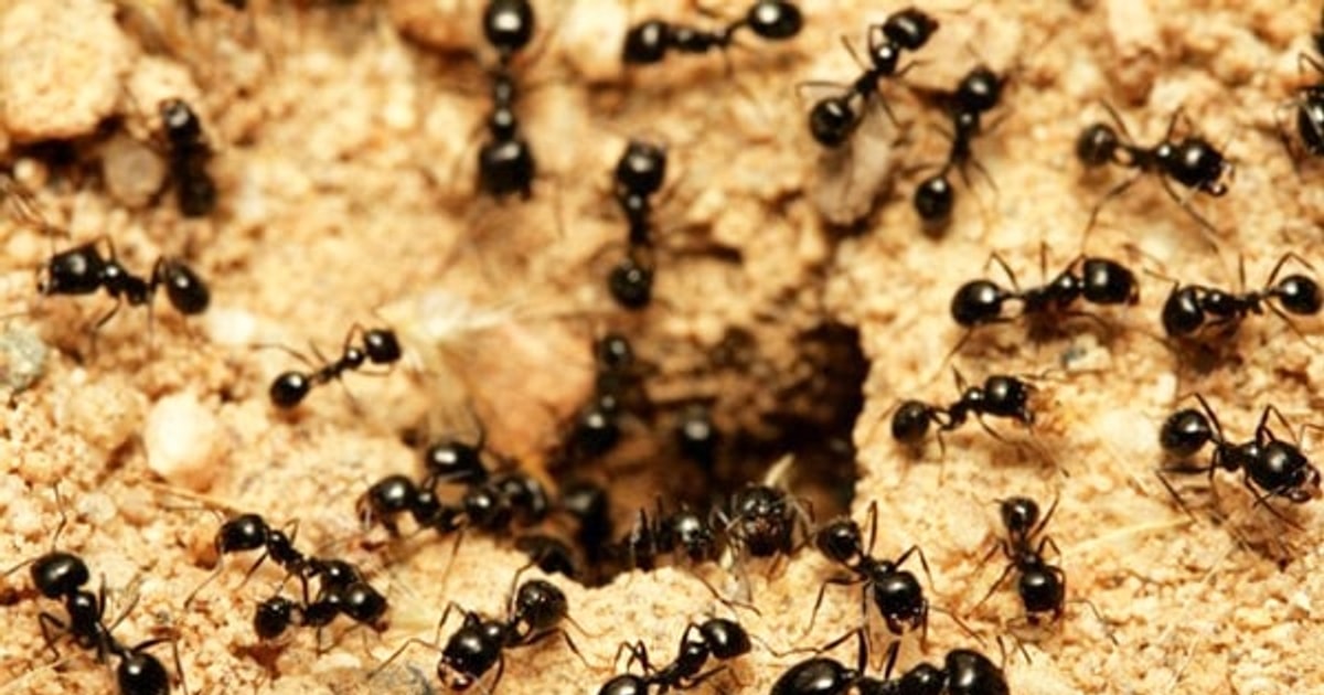 Mơ thấy kiến là điềm gì? Con số may mắn liên quan