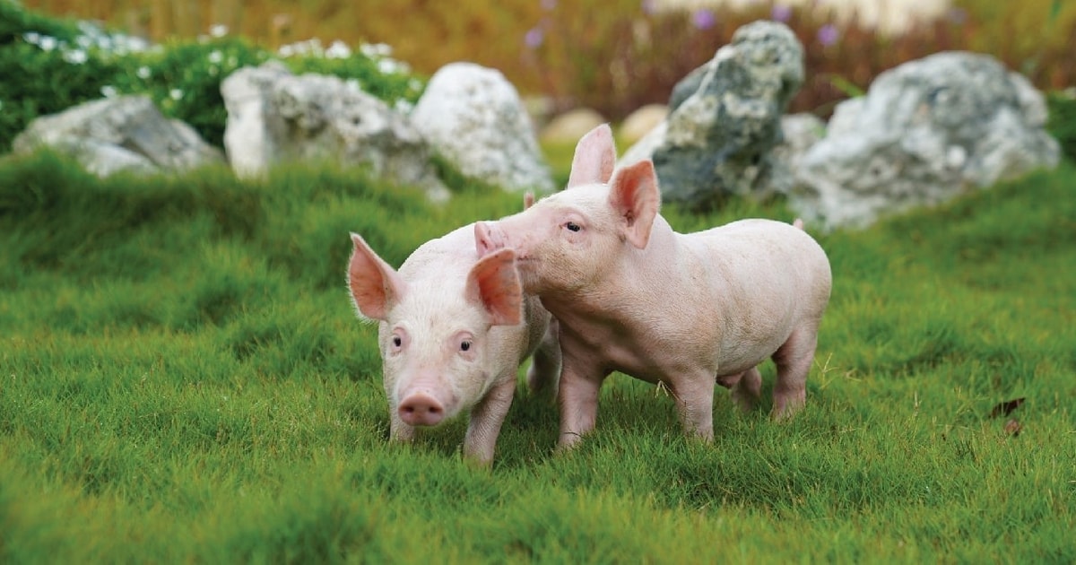 Giá heo hơi hôm nay 5/9: 3 miền ngập tràn sắc xanh, miền Trung tăng mạnh