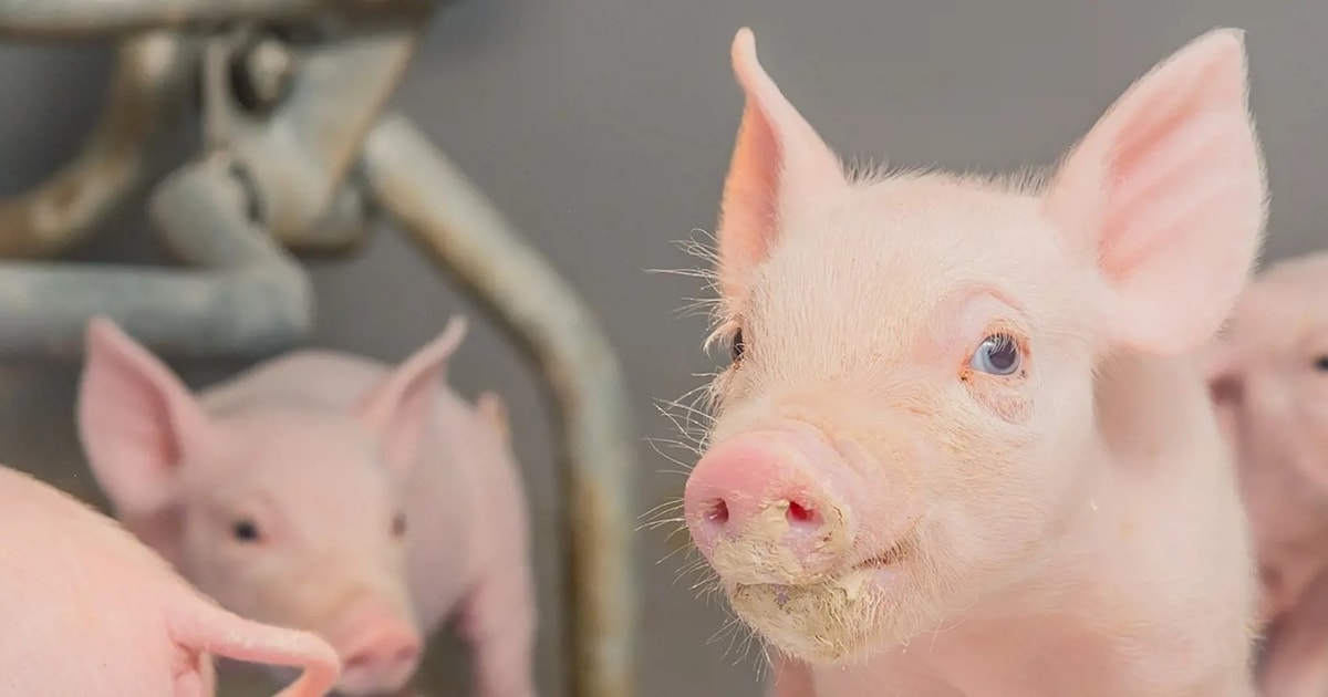 Giá heo hơi hôm nay 21/11: 3 miền tăng mạnh, miền Bắc tạo thêm đỉnh mới