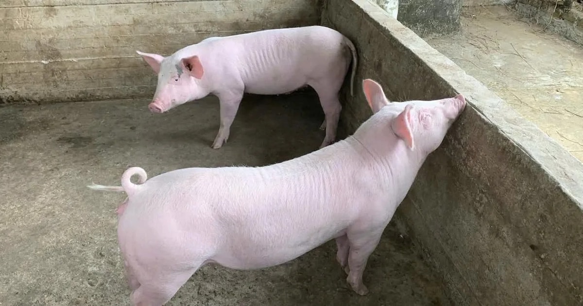 Giá heo hơi hôm nay 12/12/2025: 3 miền tăng mạnh, nâng đỉnh lên 62.000 đồng/kg