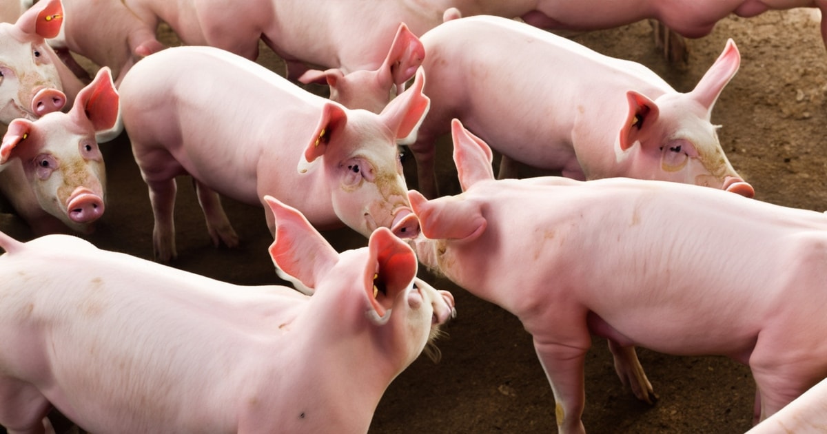 Giá heo hơi hôm nay 16/12: 3 miền tăng mạnh, miền Bắc nâng lên đỉnh 65.000 đồng/kg