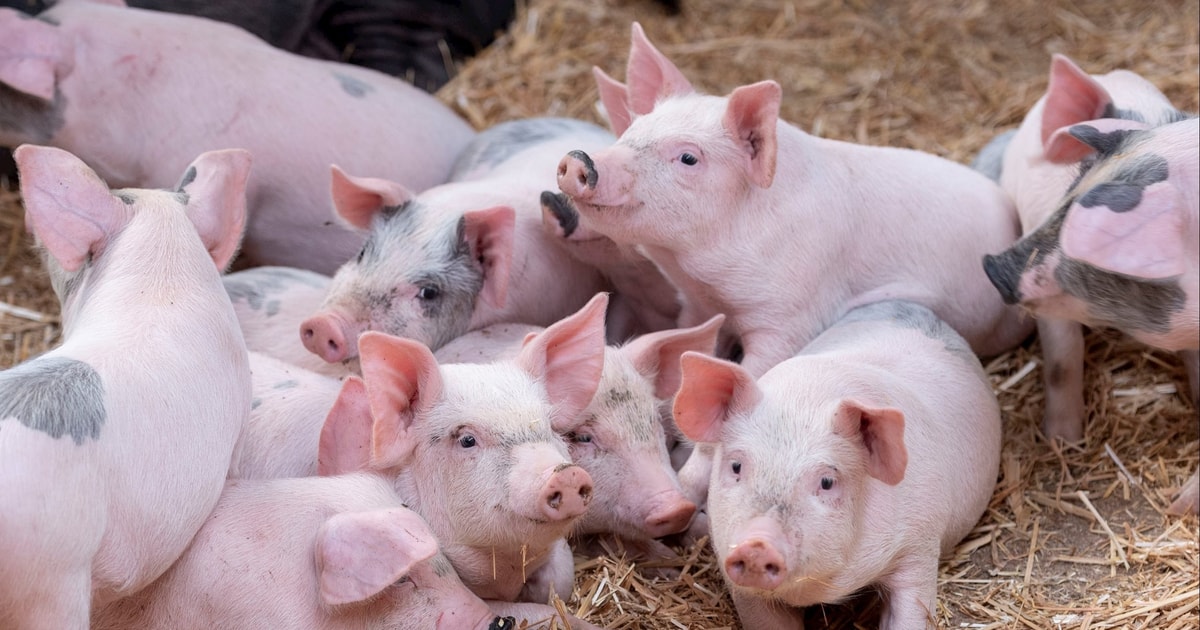 Giá heo hơi hôm nay 19/12: Miền Bắc tăng mạnh lên đỉnh 68.000 đồng/kg, miền Trung nhích nhẹ