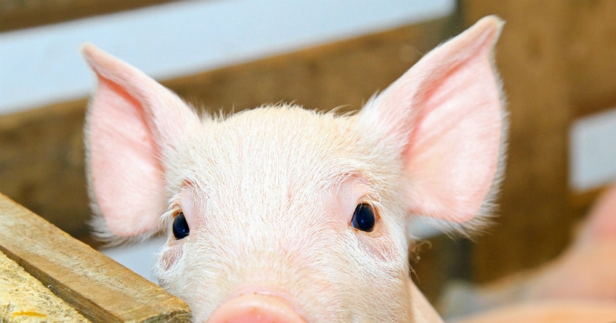 Giá heo hơi hôm nay 24/12: Cả nước tăng mạnh, miền Bắc nâng lên đỉnh 71.000 đồng/kg