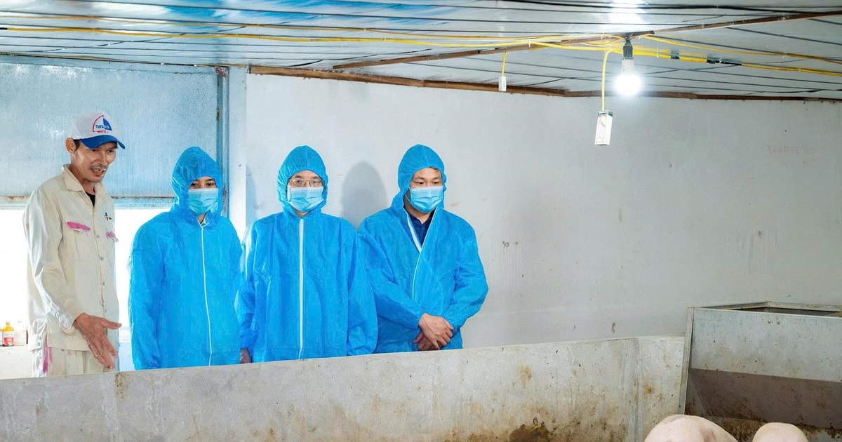 Dịch tả lợn châu Phi diễn biến phức tạp, nguy cơ ảnh hưởng nguồn cung Tết