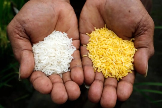 Philippines gây tranh cãi với gạo biến đổi gen