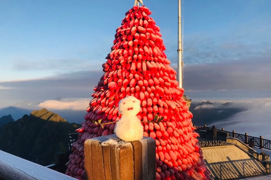 Sa Pa: Cây thông Noel khổng lồ làm từ củ cải đỏ trên đỉnh Fansipan