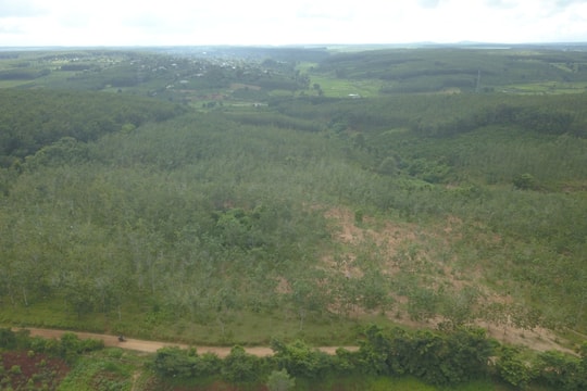 Kon Tum: Nghịch lý hàng chục ha cao su trồng hơn 11 năm vẫn không thể khai thác