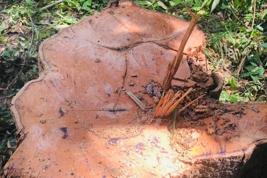 Gia Lai: Cánh rừng biên giới bị phá tan hoang, hàng trăm cây rừng bị triệt hạ nằm la liệt