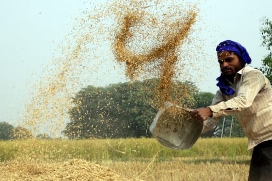 Gam màu sáng tối trong bức tranh nguồn cung lương thực toàn cầu năm 2024