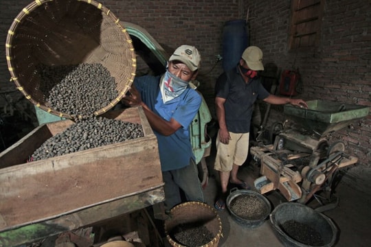 Bloomberg: Việt Nam, Indonesia tăng nhập khẩu cà phê từ Brazil