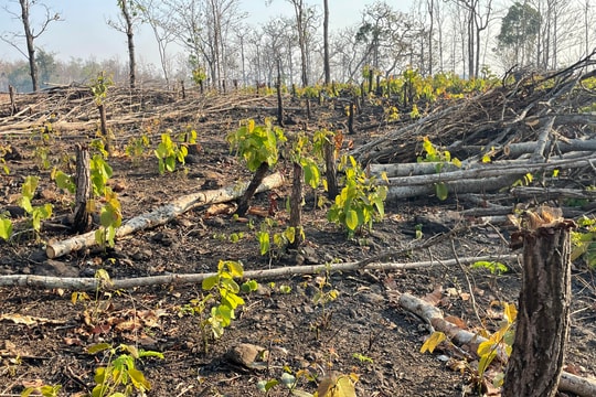 Xót xa những cánh rừng ở Gia Lai liên tục bị “cạo trọc, đốt sạch”