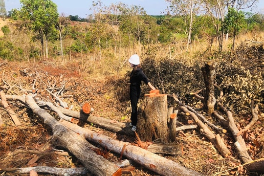 Gia Lai: Từng vạt rừng tự nhiên tiếp tục bị “phá trắng” ở Mang Yang