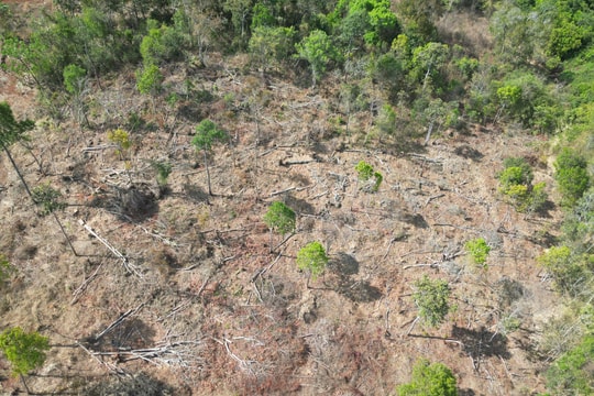 UBND tỉnh Gia Lai yêu cầu điều tra, xử lý nghiêm vụ phá rừng được Báo Nhà báo và Công luận phản ánh