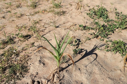 Zimbabwe đói kém vì mùa màng khô héo do El Nino
