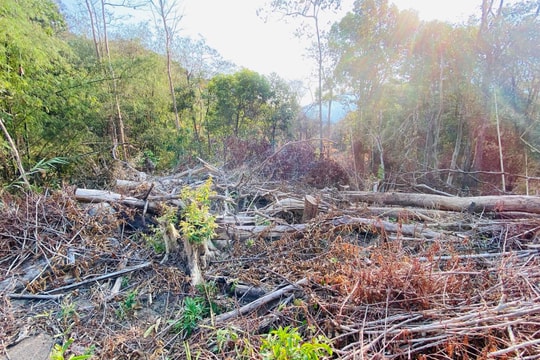 Rừng cộng đồng ở Gia Lai liên tục bị tàn phá: Chưa có chế tài xử lý rõ ràng