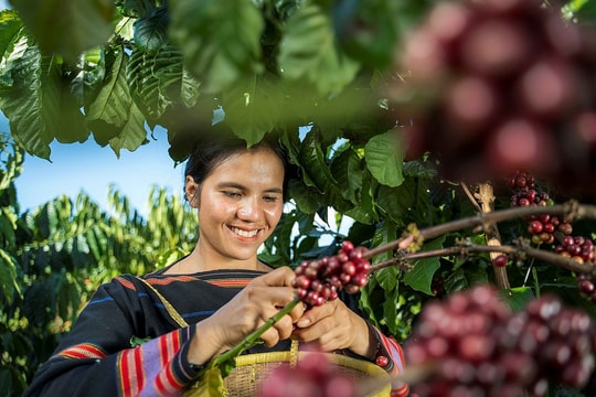 Giá cà phê trong nước đã vượt mốc 100.000 đồng/kg