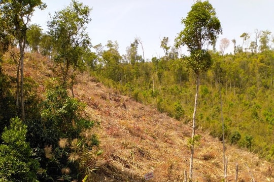 Gia Lai: Từng khoảnh rừng tự nhiên tiếp tục bị tàn phá để làm rẫy