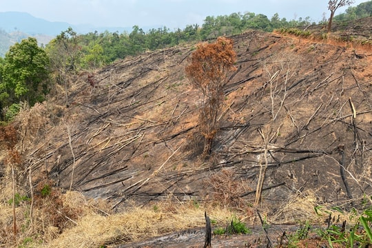 Kon Tum: Khởi tố, bắt tạm giam nhóm đối tượng phá rừng ở Đăk Hà