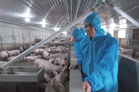 Đình chỉ hoạt động trang trại chăn nuôi lợn công nghệ cao của Công ty Agri-Vina từ ngày 30/7
