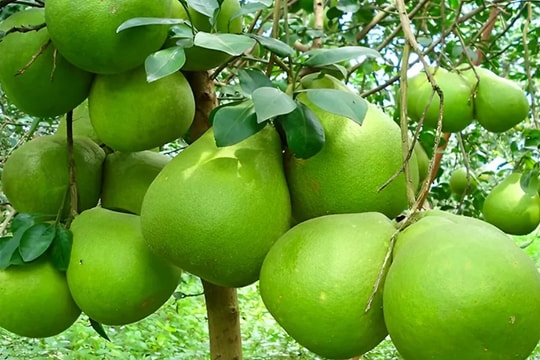 Bưởi Việt Nam được xuất chính ngạch sang Hàn Quốc