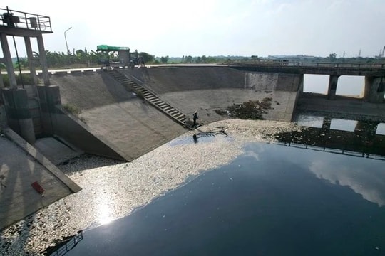 Hàng tấn cá chết trắng sông Ngũ Huyện Khê (Bắc Ninh)