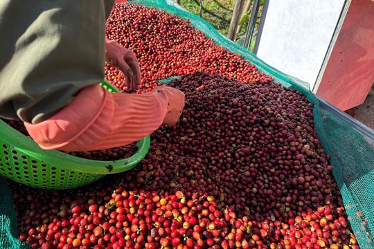 Giá cà phê cao kỷ lục lịch sử, Việt Nam thu về 4 tỷ USD