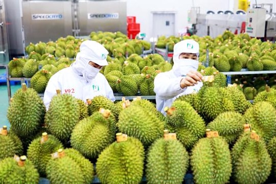 Việt Nam nhập khẩu sầu riêng tăng đột biến