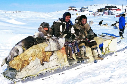 Canada xin lỗi vì giết chó kéo xe, tước sinh kế của cộng đồng người bản địa