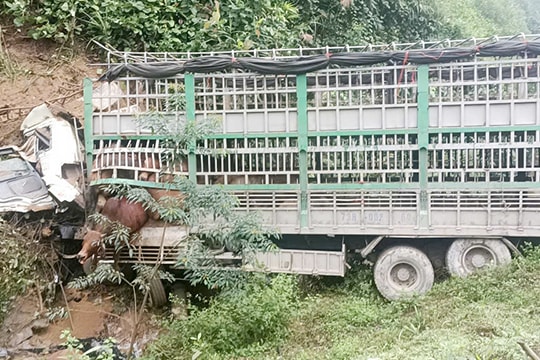 Xe tải chở bò mất lái lao vào chân đồi, tài xế tử vong tại chỗ ở Quảng Bình