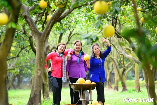 Vườn bưởi Diễn vàng ươm thu hút số đông du khách tới chụp hình