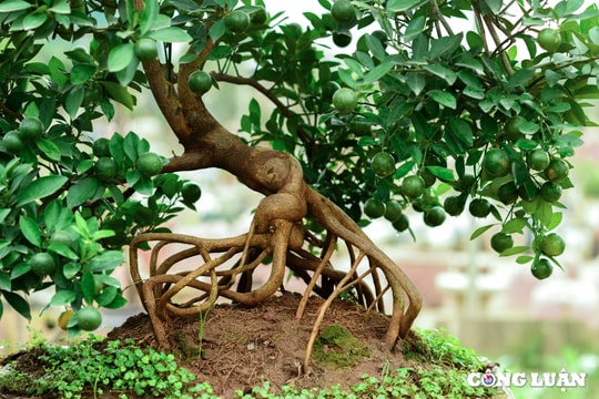 Những cây quất mộc căn sở hữu bộ rễ 'khủng' có giá hàng chục triệu đồng