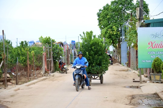 Người dân làng Tứ Liên 'rục rịch' chăm sóc quất cảnh cho dịp Tết 2025