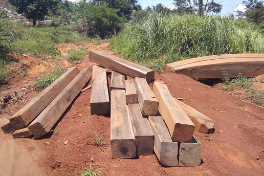 Gia Lai: Nhiều diện tích rừng tại Ban quản lý rừng phòng hộ Bắc Ia Grai bị tàn phá